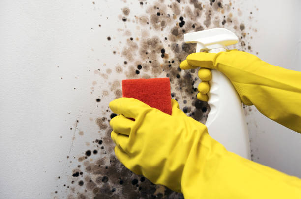 Professional Mold Removal in Windsor, PA