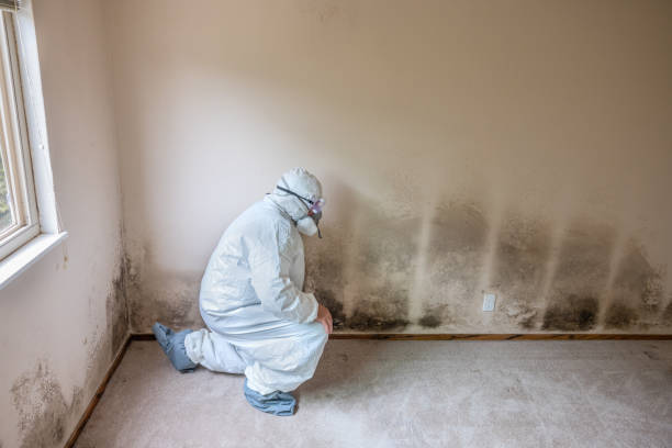 Crawl Space Mold Removal in Windsor, PA