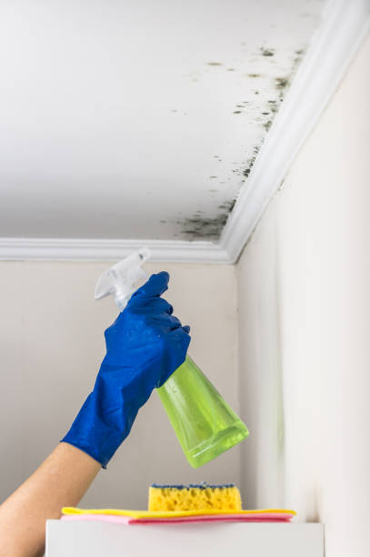 Best Black Mold Removal  in Windsor, PA