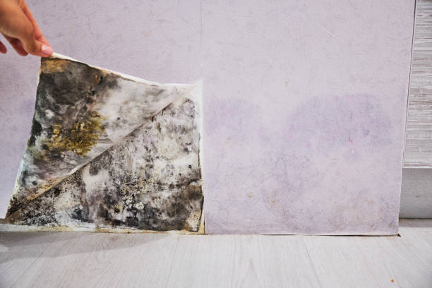 Best Residential Mold Removal  in Windsor, PA
